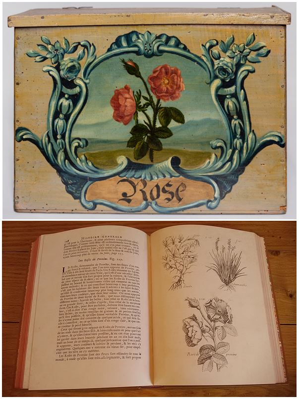 Comparaison de dessin pour la rose entre la silène de l'Hôtel Dieu le comte de Troyes et l’histoire générale des drogues simples et composées de Pomet