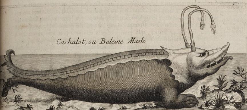 Scalpel_et_matula_Chinon_cachalot_Pomet Cachalot dans l'histoire générale des drogues de Pierre Pomet (1694)