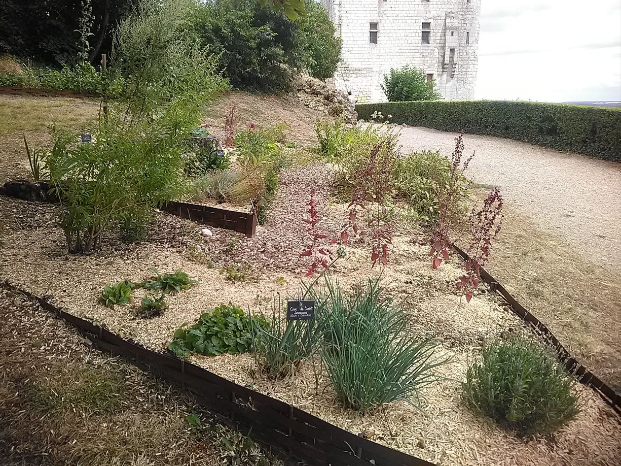 Scalpel_et_matula_Chinon_jardin_médiéval Jardin médiéval présenté au château de Chinon