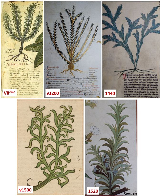 Représentation du romarin dans plusieurs herbiers