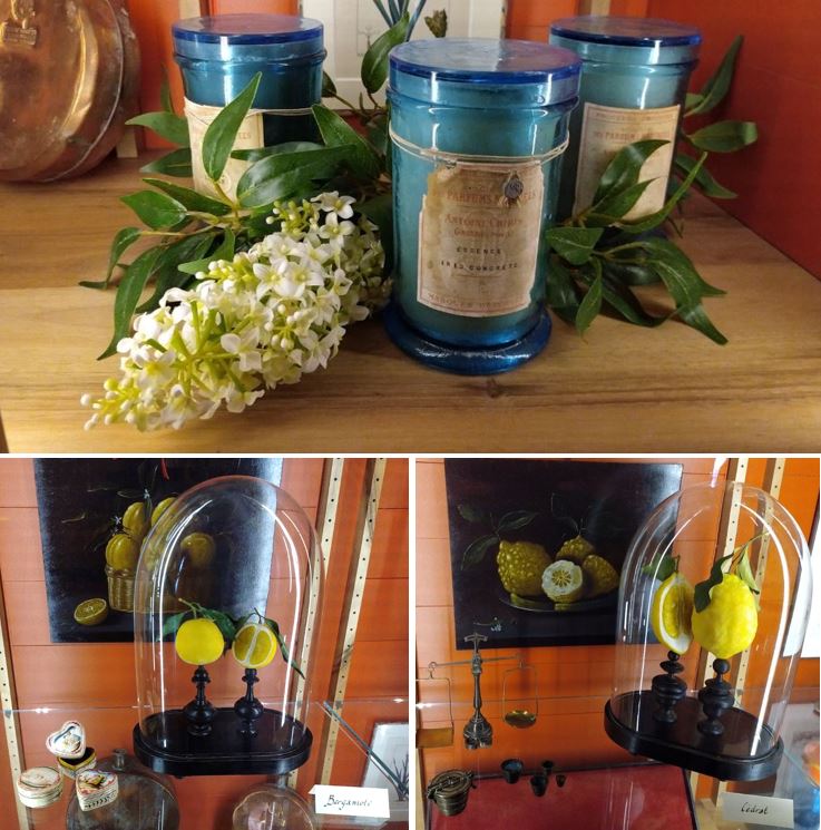 Présentation de plusieurs plantes utilisées dans la composition de parfums