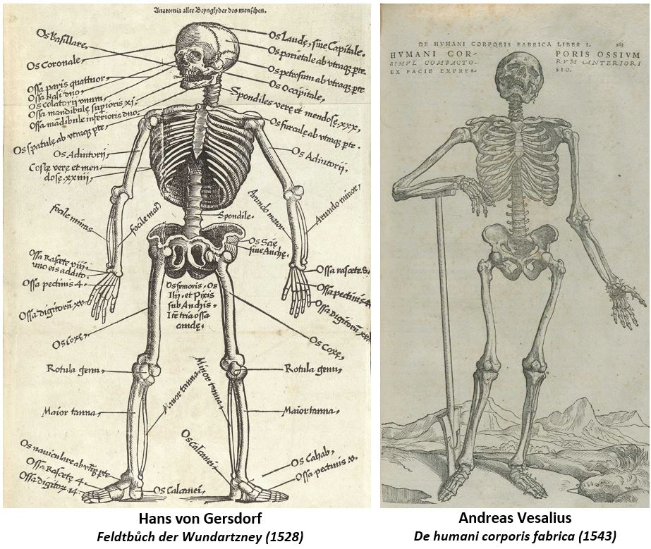 Comparaison Gersdorf - Vésale en anatomie humaine.
