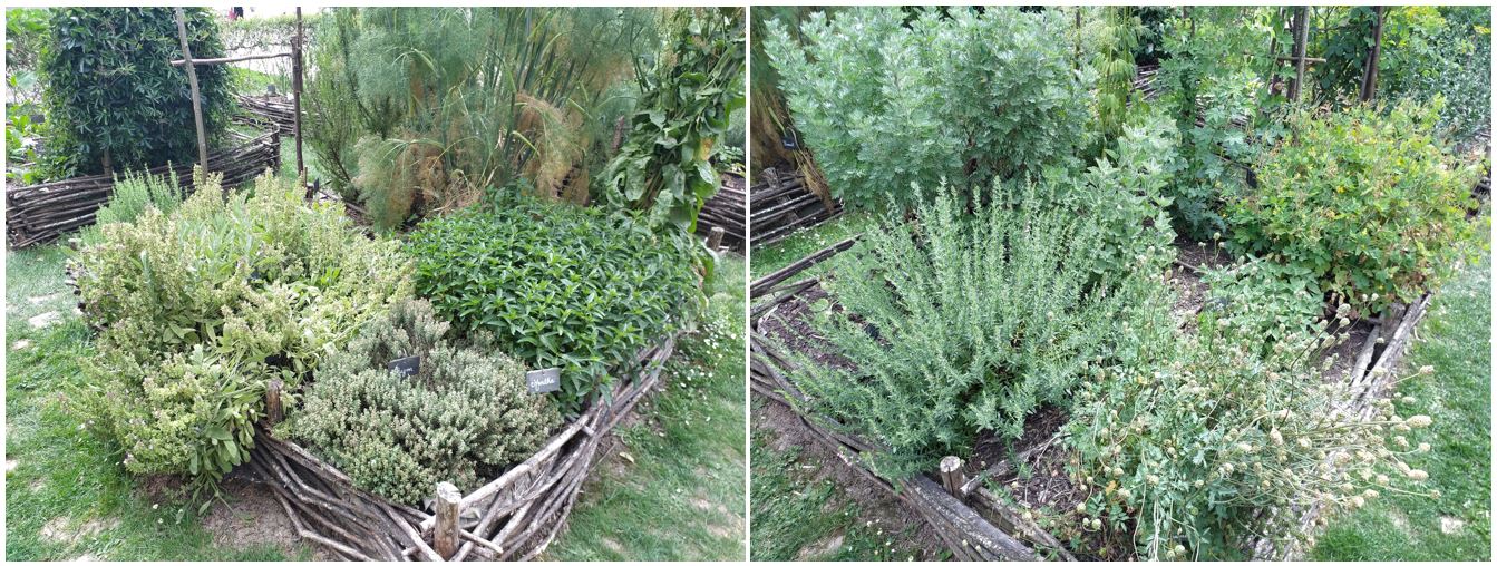 Carrés du jardin