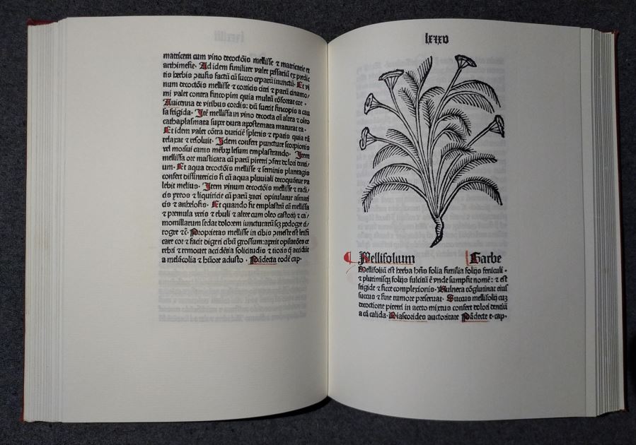 Présentation de l'achillée millefeuille dans l'herbarius latinus
